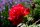 Edelrose Grande Amore® leuchtendes Rot, gefüllt
