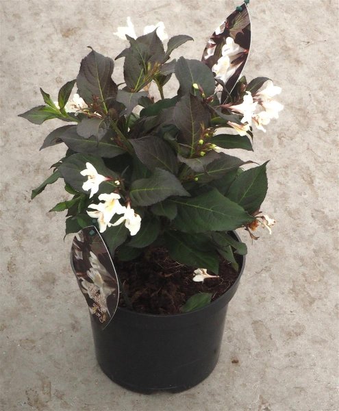 Weigelie Ebony and Ivory - Weigela florida Ebony and Ivory