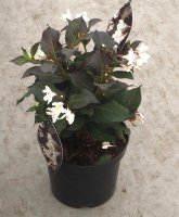Weigelie Ebony and Ivory - Weigela florida Ebony and Ivory