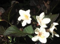 Weigelie Ebony and Ivory - Weigela florida Ebony and Ivory