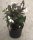 Weigelie Ebony and Ivory - Weigela florida Ebony and Ivory