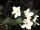 Weigelie Ebony and Ivory - Weigela florida Ebony and Ivory