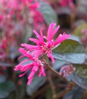 Riemenblüte Pipas Red - Loropetalum chinese Pipas Red