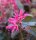 Riemenblüte Pipas Red - Loropetalum chinese Pipas Red