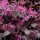 Riemenblüte Pipas Red - Loropetalum chinese Pipas Red