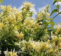 Immergrünes Geißblatt - Lonicera similis var....