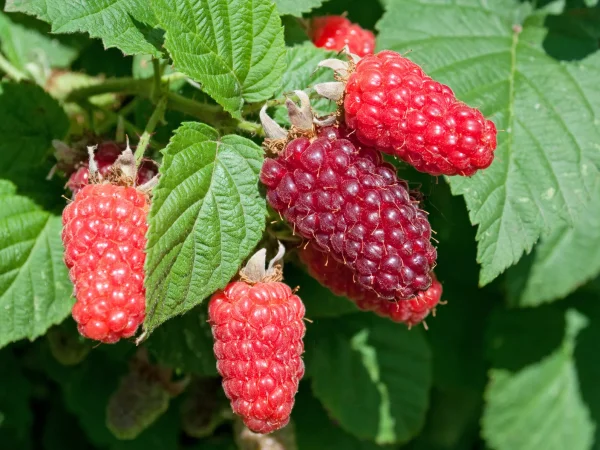 Rubus Tayberry - Himbeere-Brombeere 40-60 cm, im 2-Liter Container