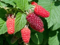 Rubus Tayberry - Himbeere-Brombeere 40-60 cm, im 2-Liter...