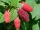 Rubus Tayberry - Himbeere-Brombeere 40-60 cm, im 2-Liter Container