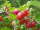 Stachelbeere Redeva - Ribes uva-crispa Redeva 40-60 cm, im 3-Liter Container