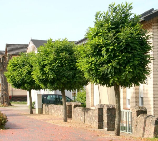Kugel-Robinie - Kugel-Akazie Robinia pseudoacacia Umbraculifera Hochstamm, Stammumfang 8-10 cm Stammhöhe 200 cm, im 25-Liter Container
