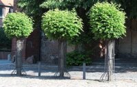 Kugel-Robinie - Kugel-Akazie Robinia pseudoacacia Umbraculifera Hochstamm, Stammumfang 8-10 cm Stammhöhe 200 cm, im 25-Liter Container