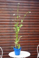 Baldrian - Valerina officinalis Staude im 1-Liter Topf