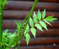 Baldrian - Valerina officinalis Staude im 1-Liter Topf