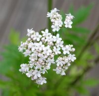 Baldrian - Valerina officinalis Staude im 1-Liter Topf