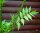 Baldrian - Valerina officinalis Staude im 1-Liter Topf