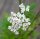 Baldrian - Valerina officinalis Staude im 1-Liter Topf