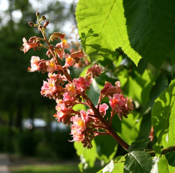Rotblühende Kastanie - Aesculus carnea Briotti 40-60 cm, im 5-Liter Container