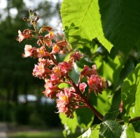 Rotblühende Kastanie - Aesculus carnea Briotti 40-60...