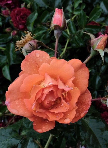 Strauchrose Westerland®- kupferorange, halb gefüllt