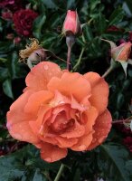Strauchrose Westerland®- kupferorange, halb gefüllt