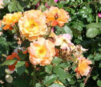 Strauchrose Westerland®- kupferorange, halb gefüllt