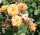 Strauchrose Westerland®- kupferorange, halb gefüllt