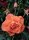 Strauchrose Westerland®- kupferorange, halb gefüllt