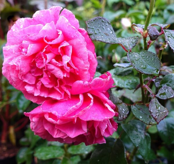 Edelrose Line Renaud® Syn. Elbflorenz altrosa Blüte, gefüllt
