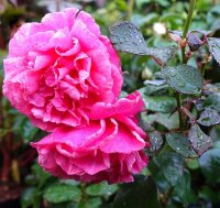 Edelrose Line Renaud® Syn. Elbflorenz altrosa...