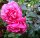 Edelrose Line Renaud® Syn. Elbflorenz altrosa Blüte, gefüllt