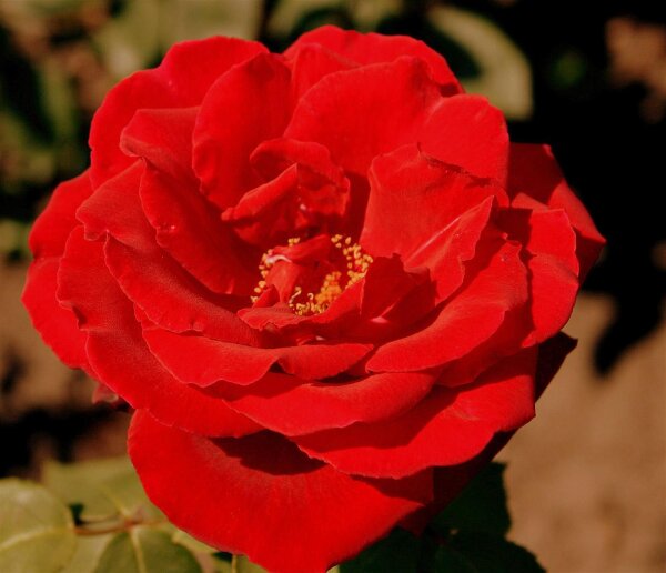 Edelrose Erotika® dunkelrot, gefüllte große Blumen würziger Duft