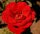 Edelrose Erotika® dunkelrot, gefüllte große Blumen würziger Duft
