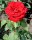 Edelrose Erotika® dunkelrot, gefüllte große Blumen würziger Duft