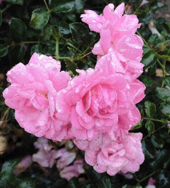 Rosa Palmengarten Frankfurt‘® Bodendeckerrose, kräftig rosa Blüte, halb gefüllt