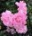 Rosa Palmengarten Frankfurt‘® Bodendeckerrose, kräftig rosa Blüte, halb gefüllt