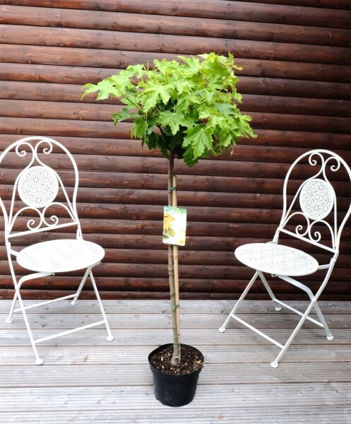Goldahorn Princeton Gold - Acer platanoides Princeton Gold