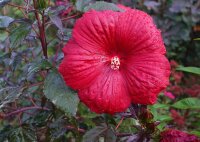 Staudenhibiskus - Riesenhibiskus Holy Grail ®...