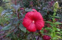 Staudenhibiskus - Riesenhibiskus Holy Grail ®  Hibiscus x moscheutos  Staude im 5-Liter Container