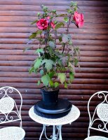 Staudenhibiskus - Riesenhibiskus Holy Grail ®  Hibiscus x moscheutos  Staude im 5-Liter Container