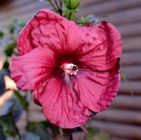 Staudenhibiskus - Riesenhibiskus Holy Grail ®  Hibiscus x moscheutos  Staude im 5-Liter Container