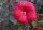 Staudenhibiskus - Riesenhibiskus Holy Grail ®  Hibiscus x moscheutos  Staude im 5-Liter Container
