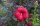 Staudenhibiskus - Riesenhibiskus Holy Grail ®  Hibiscus x moscheutos  Staude im 5-Liter Container