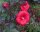 Staudenhibiskus - Riesenhibiskus Holy Grail ®  Hibiscus x moscheutos  Staude im 5-Liter Container