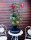 Staudenhibiskus - Riesenhibiskus Holy Grail ®  Hibiscus x moscheutos  Staude im 5-Liter Container