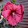 Staudenhibiskus - Riesenhibiskus Holy Grail ®  Hibiscus x moscheutos  Staude im 5-Liter Container