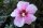 Hibiskus Summerific Starry Starry Night ® Staudenhibiscus - Riesenhibiscus Hibiscus moscheutos Staude im 5-Liter Container