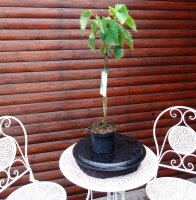 Henrylinde Stämmchen Tilia henryana Stammhöhe 40 cm, Krone einjährig, Zierstamm im 2-Liter Container