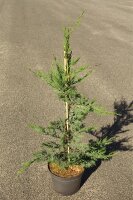 Bastardzypresse- Leylandzypresse - Cupressocyparis leylandii