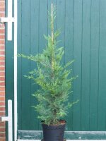 Bastardzypresse- Leylandzypresse - Cupressocyparis leylandii
